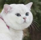 Кот